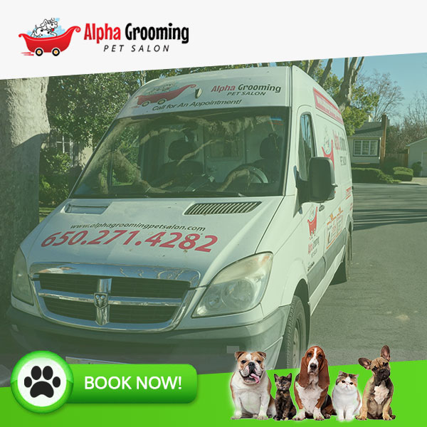 Dog & Pet Groomer - San Ramon, CA