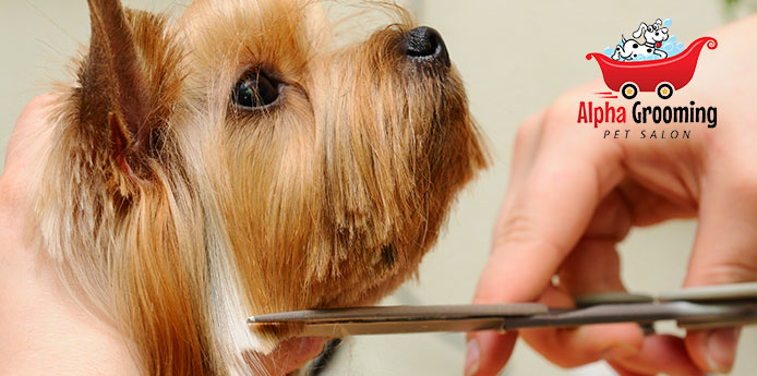Best Mobile Pet Grooming Salon Near you