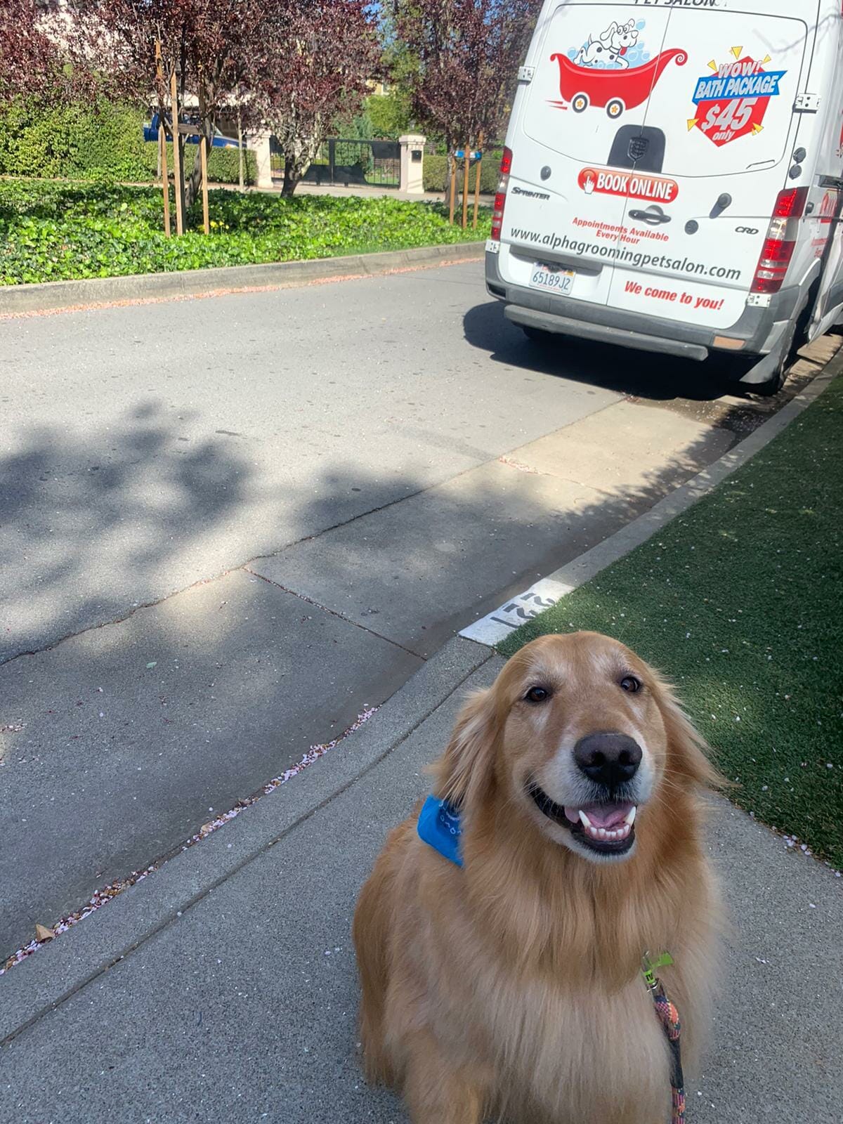 Petco Grooming Near Me - swm77zg