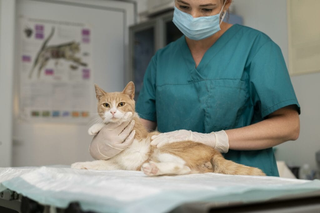 A pet lover veterinarian wearing a mask and gloves examines an orange and white cat lying on an exam table at a clinic.
