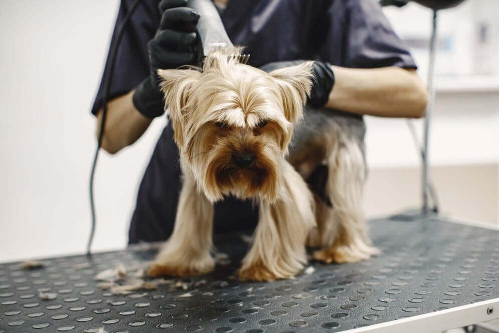 A mobile dog groomer trims the fur of a small dog on a grooming table using electric clippers.