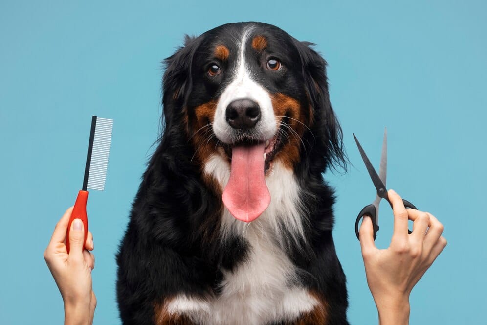 A Bernese Mountain Dog sits against a blue background with a comb near its face and scissors on the other—a perfect scene for any pet lover or mobile dog grooming enthusiast.