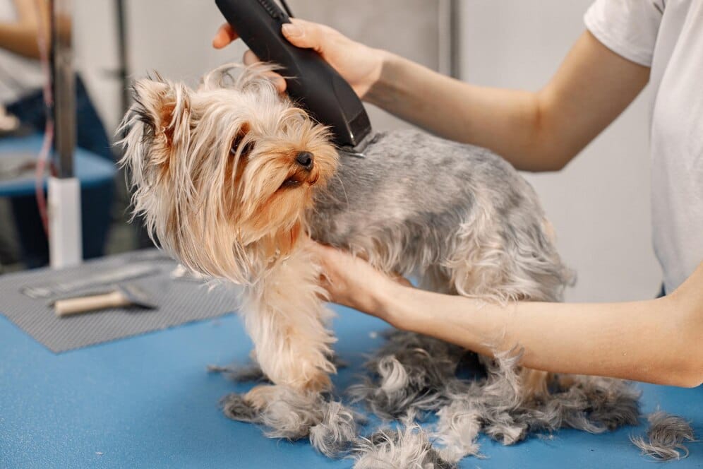 A small dog is being groomed with electric clippers on a blue table, while loose fur is scattered around—a scene typical of mobile pet grooming services.