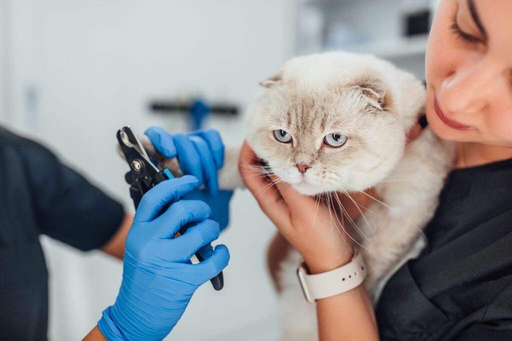A veterinarian wearing blue gloves trims a cat’s claws while the cat is held by a person, similar to the care provided by mobile cat grooming services.