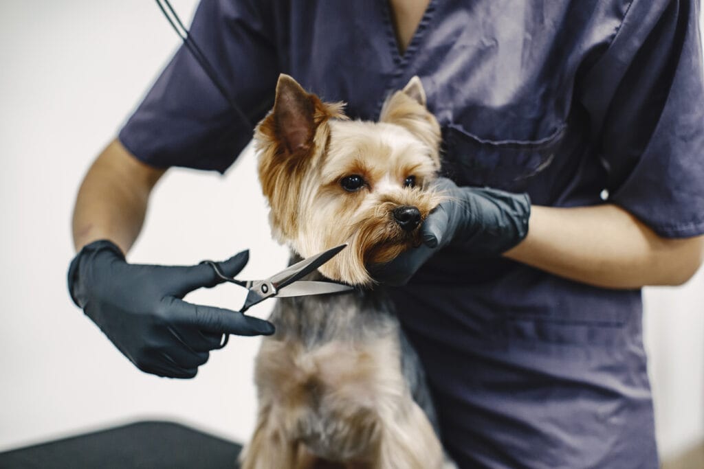 A dog groomer wearing black gloves trims the fur on a small brown and tan dog’s face with scissors, showing the care of a true pet lover.