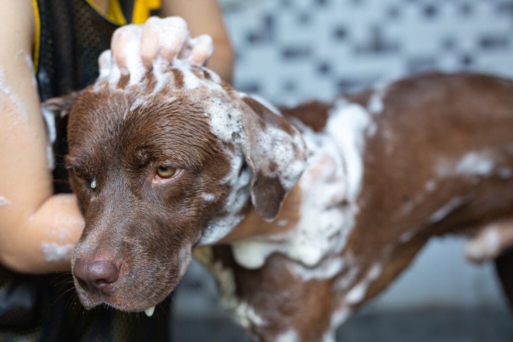 A brown dog is being bathed by a professional dog groomer, covered in soap suds, while a person gently washes its head and body.
