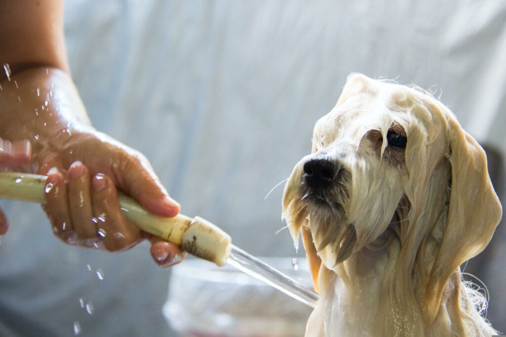A small dog is being bathed, covered in soap and water, while a mobile dog grooming specialist rinses its fur using a handheld showerhead.