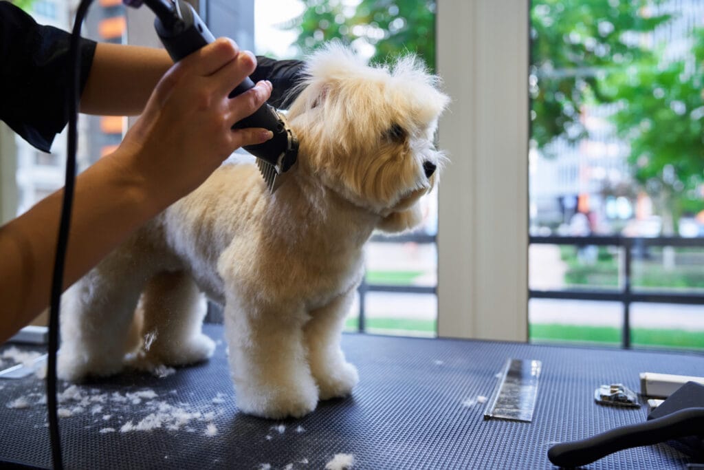 A small fluffy dog stands on a grooming table while a dog groomer trims its fur with electric clippers. Scissors and grooming tools are visible, showcasing the convenience of mobile dog grooming services.