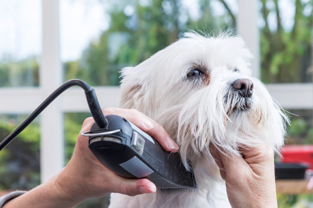 A dog groomer is carefully trimming the fur around a white dog's face with an electric clipper, showing true skill and care for every pet lover.