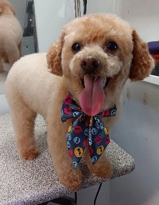 A small, fluffy dog with light brown fur stands on a table, wearing a colorful bow tie and panting with its tongue out—perfect for any pet lover who enjoys mobile dog grooming services.