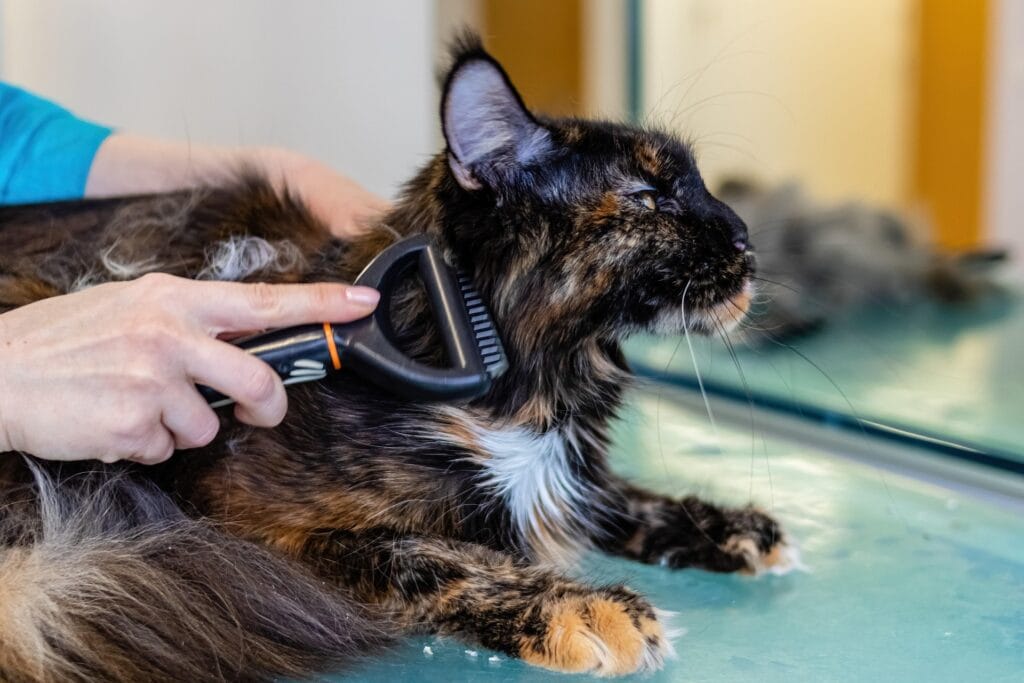 A person from a mobile cat grooming service is brushing the fur of a long-haired cat on a table, with loose hair visible on the table and in the brush.