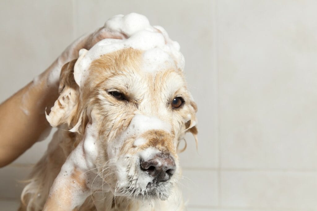 A dog is being bathed by a mobile dog grooming service, covered in white soap suds as a groomer’s hand washes its head. The dog appears to have a slightly squinting or unhappy expression.