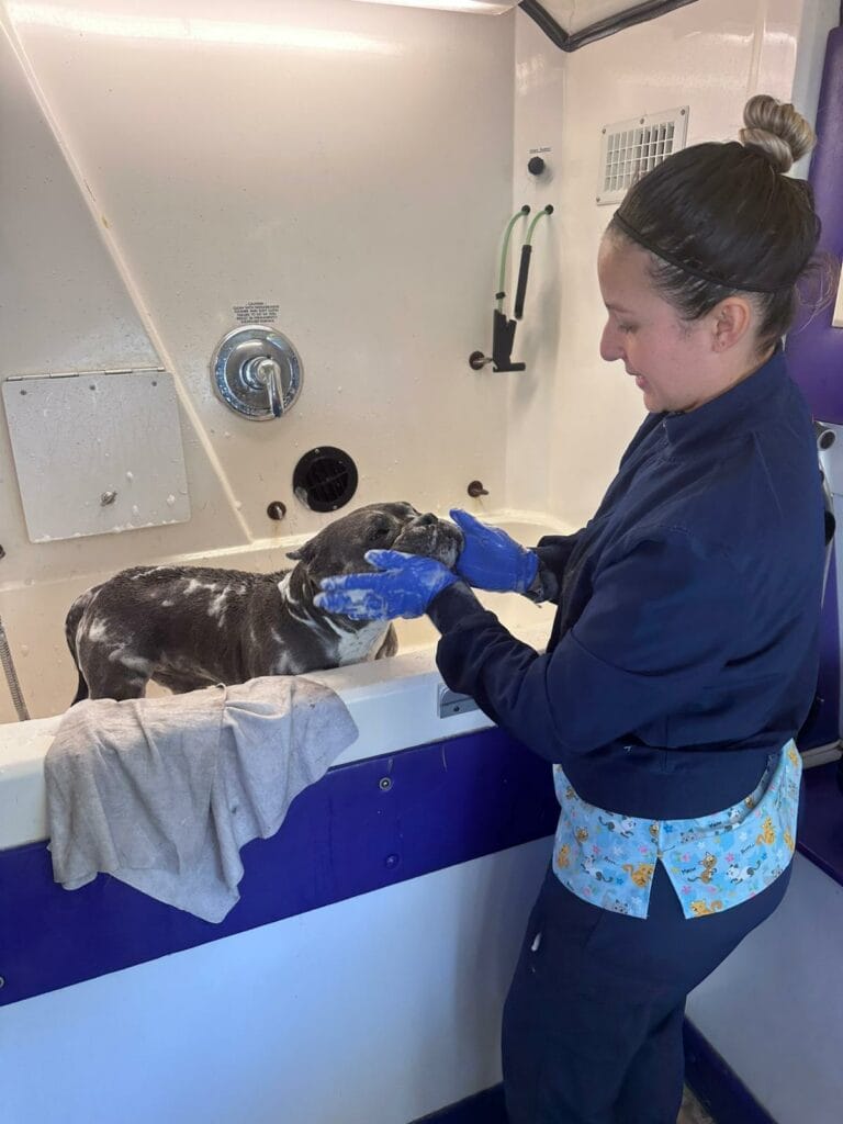 A woman in uniform washes a seal in a tub, gently holding its face with gloved hands. The setting, reminiscent of a mobile pet grooming station, appears to be an animal care facility.